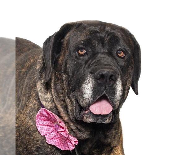 Medium Photo #2 Bullmastiff Puppy For Sale in Santa Maria, CA, USA