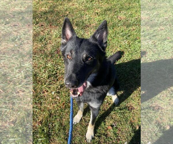 Medium Photo #3 Siberian Husky-Unknown Mix Puppy For Sale in Front Royal, VA, USA