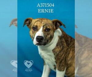 Mutt Dogs for adoption in Stockton, CA, USA