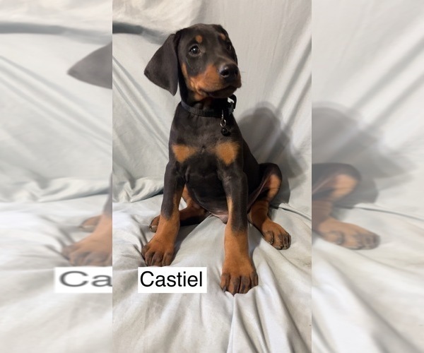 Medium Photo #2 Doberman Pinscher Puppy For Sale in POMEROY, OH, USA