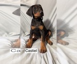 Small #1 Doberman Pinscher