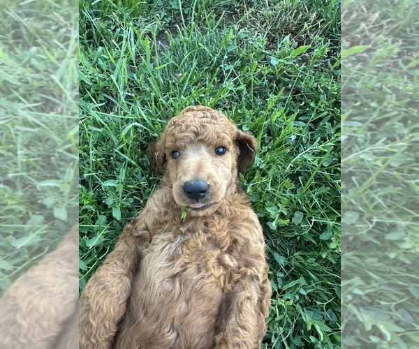 Medium Photo #7 Poodle (Standard) Puppy For Sale in ELKHORN, WI, USA