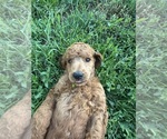 Small #6 Poodle (Standard)