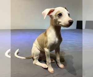 Italian Greyhound Puppy for sale in BROOKLYN, NY, USA