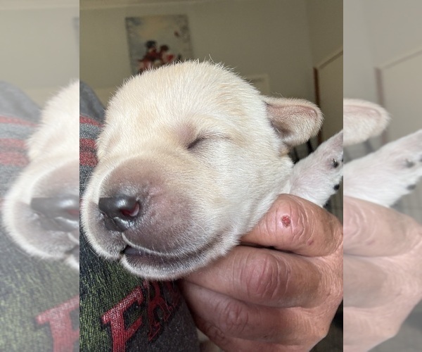 Medium Photo #1 Labrador Retriever Puppy For Sale in OSYKA, MS, USA