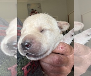 Labrador Retriever Puppy for sale in OSYKA, MS, USA