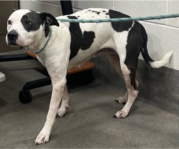 Medium Photo #1 Mutt Puppy For Sale in Forestville, MD, USA