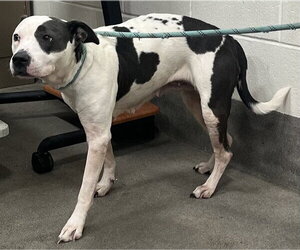 Mutt Dogs for adoption in Forestville, MD, USA