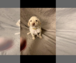 Small Photo #1 Double Doodle Puppy For Sale in GREENSBORO, AL, USA