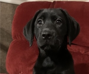 Labrador Retriever Puppy for sale in SPOTSYLVANIA, VA, USA