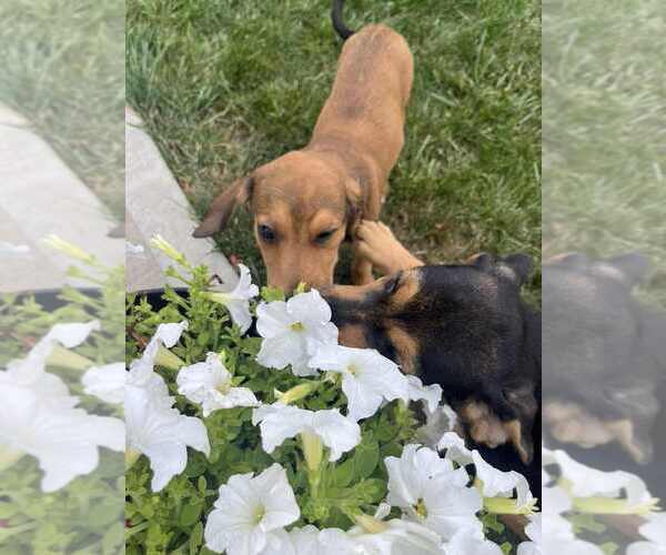 Medium Photo #4 Mutt Puppy For Sale in Springdale, PA, USA