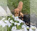 Small #3 Mutt