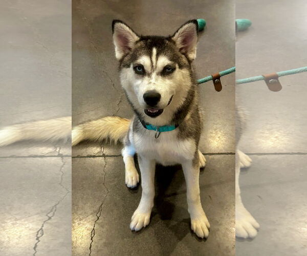 Medium Photo #7 Alaskan Malamute-Huskies  Mix Puppy For Sale in Newport Beach, CA, USA