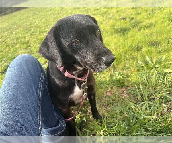 Medium Photo #1 Labrador Retriever-Unknown Mix Puppy For Sale in McKinleyville, CA, USA