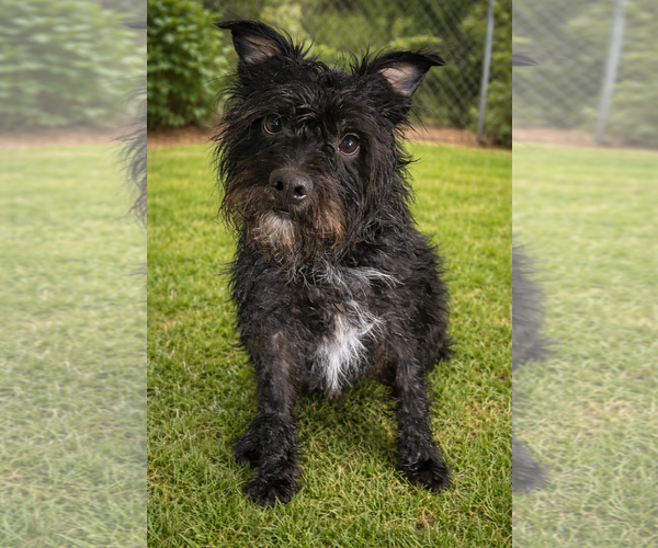 Medium Photo #2 Mutt Puppy For Sale in Sistersville, WV, USA