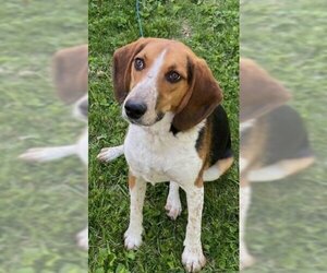 Beagle Dogs for adoption in Columbus, OH, USA