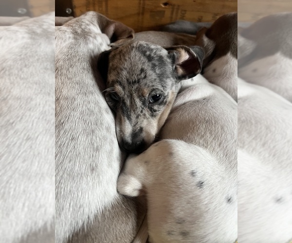 Medium Photo #131 Dachshund Puppy For Sale in LAKEBAY, WA, USA