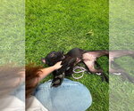Small #7 Labrador Retriever Mix