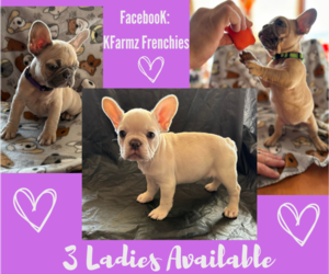 French Bulldog Puppy for sale in UNDERWOOD, IA, USA