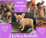 Small Photo #1 French Bulldog Puppy For Sale in UNDERWOOD, IA, USA