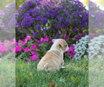 Small Photo #10 English Bulldog Puppy For Sale in NAPPANEE, IN, USA