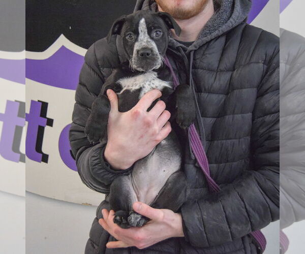 Medium Photo #4 American Staffordshire Terrier-Boxer Mix Puppy For Sale in Huntley, IL, USA