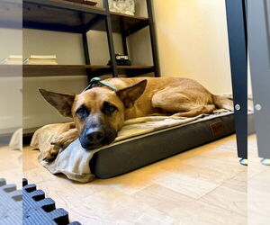 Clever - Male Holland Shepherd-Unknown Mix Dog for Adoption - Photo #10