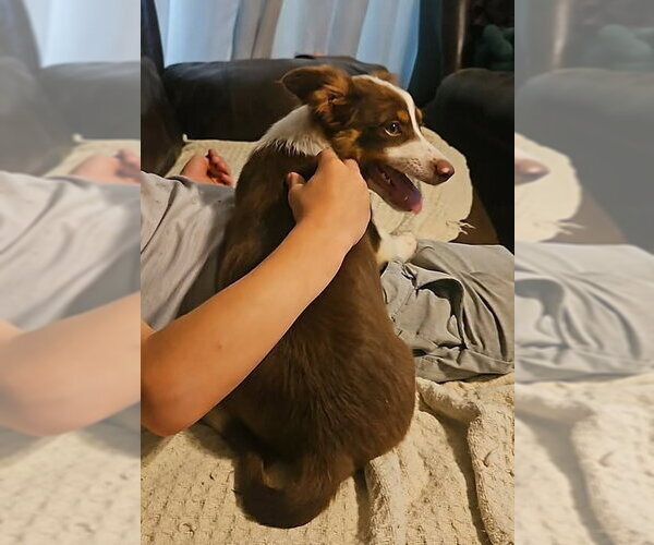 Medium Photo #1 Australian Shepherd-Chihuahua Mix Puppy For Sale in Wakefield, RI, USA