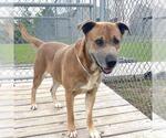 Small #1 Labrador Retriever Mix