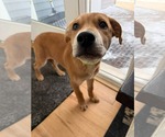 Small #7 American Pit Bull Terrier Mix