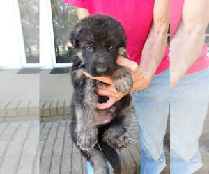 German Shepherd Dog Puppy for sale in LEWISBURG, TN, USA