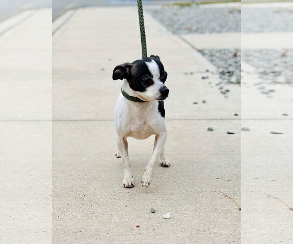 Medium Photo #2 Jack Chi Puppy For Sale in Jackson , NJ, USA