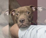 Small #2 American Staffordshire Terrier