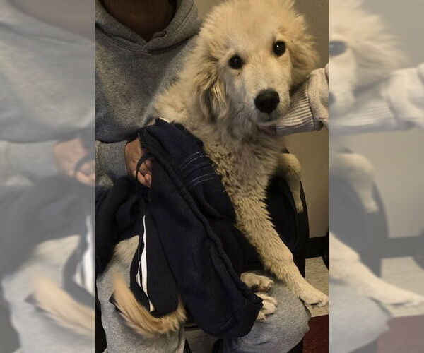 Medium Photo #1 Great Pyrenees-Unknown Mix Puppy For Sale in Plano, TX, USA
