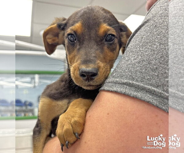 Medium Photo #1 Labrador Retriever-Unknown Mix Puppy For Sale in Washington, DC, USA