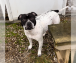 Small #2 American Pit Bull Terrier Mix