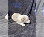 Small #10 Australian Shepherd