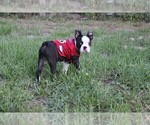 Small #3 Boston Terrier