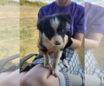 Puppy Mr Pip Border Collie