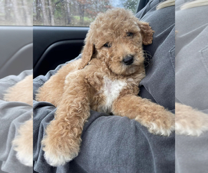 Poodle (Standard) Puppy for sale in CORINTH, MS, USA