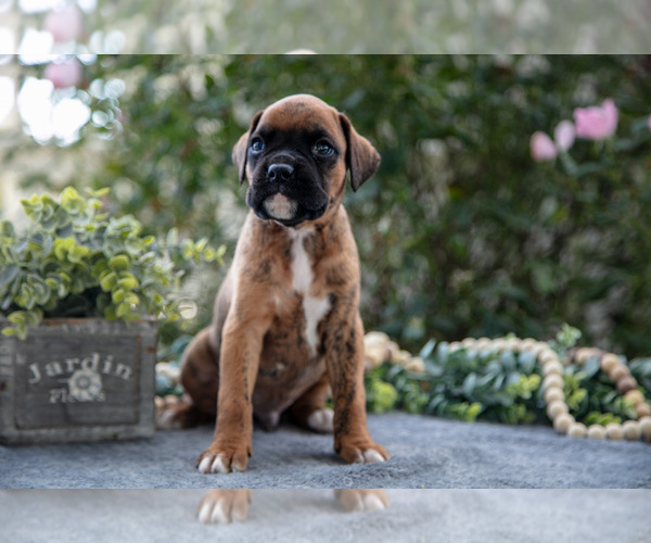 Medium Photo #2 Boxer Puppy For Sale in KIRKWOOD, PA, USA