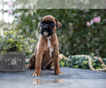 Small #1 Boxer