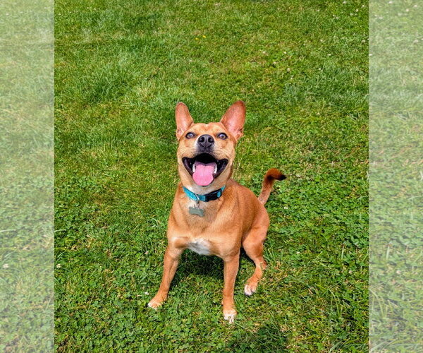 Medium Photo #6 Boston Terrier-Unknown Mix Puppy For Sale in Shermans Dale, PA, USA