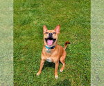 Small #5 Boston Terrier Mix