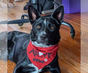 Lucky Day - Male Red Heeler-Unknown Mix Dog for Adoption - Photo #2