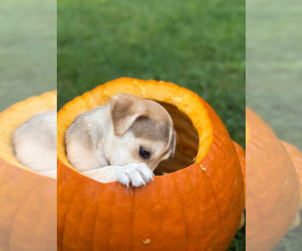 Medium Photo #4 Siberian Husky-Unknown Mix Puppy For Sale in New London, WI, USA