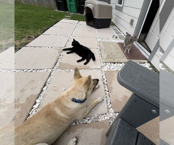 Medium Photo #11 Labrador Retriever-Unknown Mix Puppy For Sale in Brewster, NY, USA