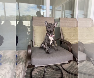 French Bulldog Puppy for sale in HOLLYWOOD, FL, USA