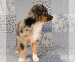 Small #6 Miniature Australian Shepherd