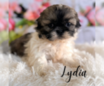 Small #1 Shih Tzu